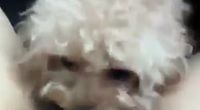 cute dog licks out young ( experiment gone right by A video dump of kink shit